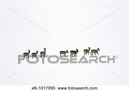 Roe deer, Capreolus capreolus, herd in winter in snow wilderness, Harz mountains, Lower Saxony, Germany View Large Photo Image Stock Image - Roe deer, Capreolus capreolus, herd in winter in snow wilderness, Harz mountains, Lower Saxony, Germany. Fotosearch