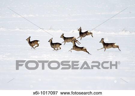 Roe deer, Capreolus capreolus, herd in flight, in winter, Harz mountains, Lower Saxony, Germany View Large Photo Image Stock Photo - Roe deer, Capreolus capreolus, herd in flight, in winter, Harz mountains, Lower Saxony, Germany. Fotosearch