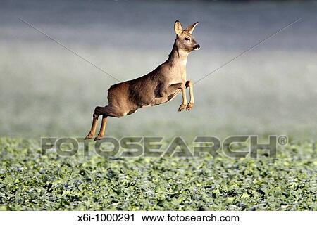 Stock Image - Roe Deer Capreolus capreolus, running and leaping, Germany. Fotosearch