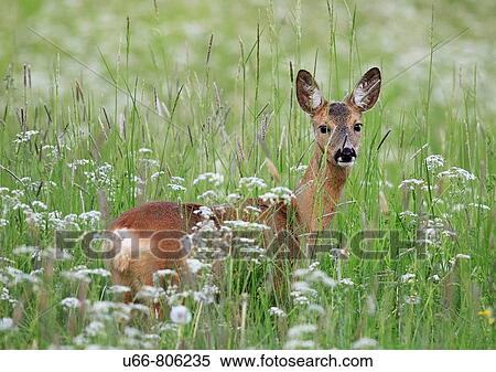 Stock Photography - Roe deer (Capreolus capreolus), Stockholm, Sweden. Fotosearch