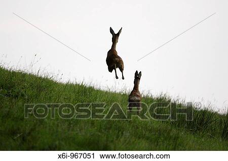 Roe Deer Capreolus capreolus, two animals fleeing danger,, Germany View Large Photo Image Stock Image - Roe Deer Capreolus capreolus, two animals fleeing danger,, Germany. Fotosearch