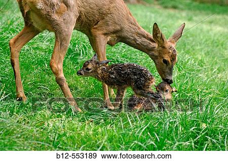 Roe deer (Capreolus capreolus) with two fawns View Large Photo Image Stock Photo - Roe deer (Capreolus capreolus) with two fawns. Fotosearch