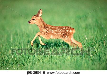 Roe deer fawn (Capreolus capreolus). Bayern. Germany. View Large Photo Image Stock Photograph - Roe deer fawn (Capreolus capreolus). Bayern. Germany.. Fotosearch