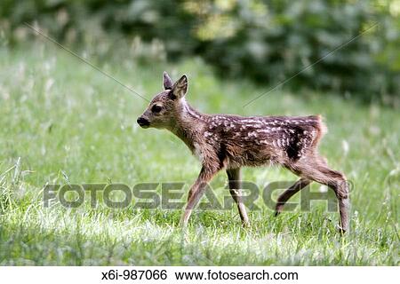 Stock Photograph - Roe Deer Fawn Capreolus capreolus, walking across meadow, Germany. Fotosearch