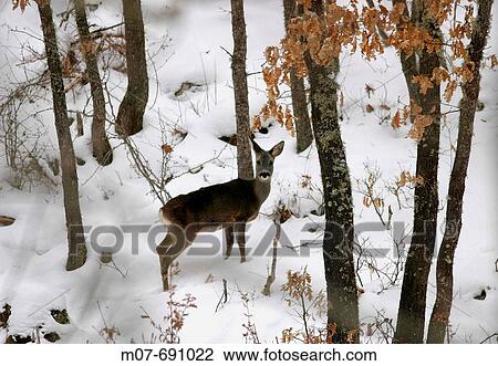 Stock Image - Roe Deer in the snow. Fotosearch