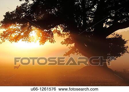 Stock Photograph - Roe deer under Oak Sodermanland Sweden.. Fotosearch