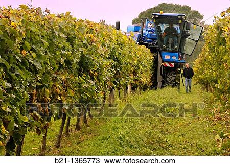 Stock Image - Roland Gessler of the Domaine de Joy wines and armagnac estate during the harvest, Panjas, Gers, Midi-Pyrenees, France. Fotosearch