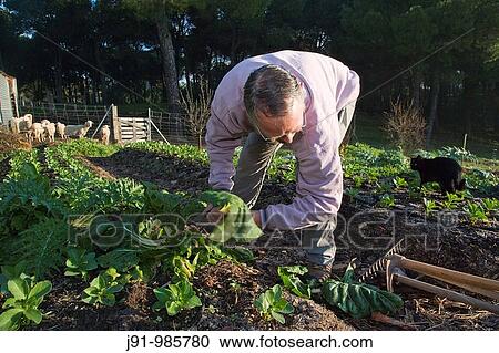 Stock Image - Roland Wassenaar, owner of Villa Matilde estate, working in kitchen garden, Andujar. Sierra Morena, Jaen province, Andalusia, Spain. Fotosearch
