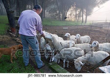 Roland Wassenaar, owner of Villa Matilde estate, with his sheep, Andujar. Sierra Morena, Jaen province, Andalusia, Spain View Large Photo Image Stock Image - Roland Wassenaar, owner of Villa Matilde estate, with his sheep, Andujar. Sierra Morena, Jaen province, Andalusia, Spain. Fotosearch