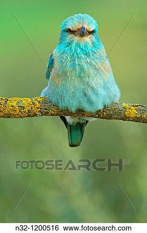 Stock Photograph - Roller Coracias garrulus Andalusia Spain.. Fotosearch