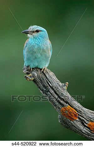 Roller (Coracias garrulus). Sevilla, Andalusia, Spain View Large Photo Image Stock Image - Roller (Coracias garrulus). Sevilla, Andalusia, Spain. Fotosearch