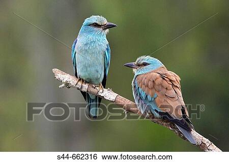 Stock Photograph - Roller (Coracias garrulus). Fotosearch