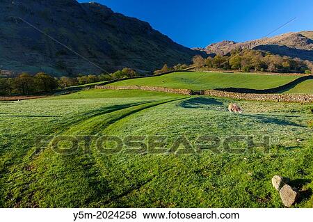 Rolling countryside with green fields, Rosthwaite, Lake District National Park, Cumbria, England, UK, Europe. View Large Photo Image Stock Photo - Rolling countryside with green fields, Rosthwaite, Lake District National Park, Cumbria, England, UK, Europe.. Fotosearch