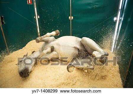 Rolling horse Malaga, Costa del Sol, Andalusia, Spain View Large Photo Image Stock Photo - Rolling horse Malaga, Costa del Sol, Andalusia, Spain. Fotosearch