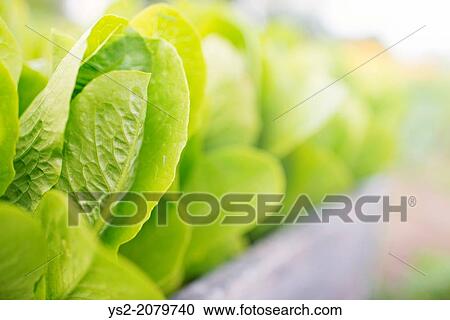Stock Image - Romaine lettuce (Lactuca sativa var. longifolia) growing in garden.. Fotosearch
