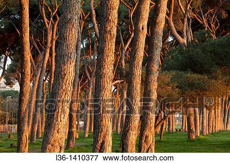 Stock Photo - Rome Pines. Fotosearch