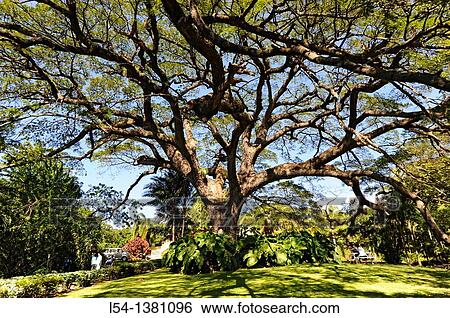 Romney Manor Botanical Gardens Basseterre St Kitts Caribbean Island Cruise NCL View Large Photo Image Stock Photograph - Romney Manor Botanical Gardens Basseterre St Kitts Caribbean Island Cruise NCL. Fotosearch