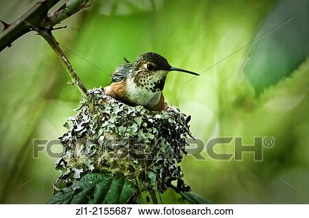 Roofus humming bird sitting on her nest with two babies below her. You can see one small beek sticking up on the left. View Large Photo Image Stock Photo - Roofus humming bird sitting on her nest with two babies below her. You can see one small beek sticking up on the left.. Fotosearch