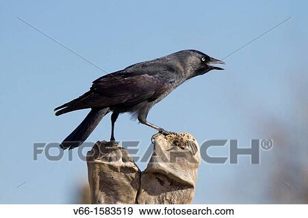 Rook (Corvus frugilegus) View Large Photo Image Stock Photo - Rook (Corvus frugilegus). Fotosearch