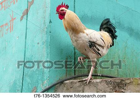 rooster on one leg in the Annapurna region of Nepal View Large Photo Image Stock Photograph - rooster on one leg in the Annapurna region of Nepal. Fotosearch