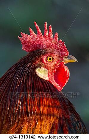 Rooster roaming free in the streets of San Juan Bautista, California, USA. View Large Photo Image Stock Image - Rooster roaming free in the streets of San Juan Bautista, California, USA.. Fotosearch