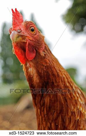 Stock Image - rooster, Saanich Peninsula, Vancouver Island, British Columbia, Canada. Fotosearch