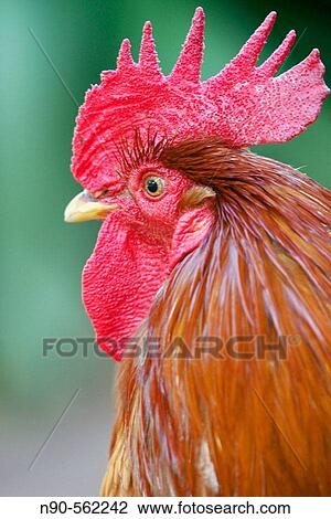 Rooster View Large Photo Image Stock Image - Rooster. Fotosearch