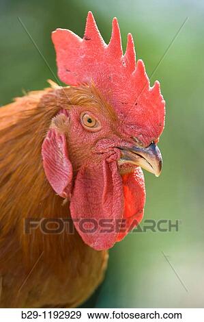 rooster View Large Photo Image Stock Photo - rooster. Fotosearch