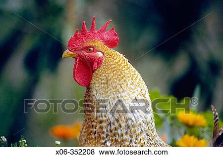 Rooster View Large Photo Image Stock Photo - Rooster. Fotosearch