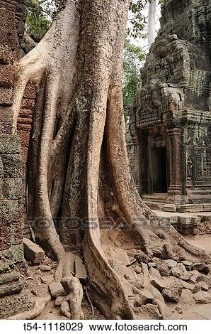 Root of a Tree over a Temple in Angor Ta Prohm. View Large Photo Image Stock Photo - Root of a Tree over a Temple in Angor Ta Prohm.. Fotosearch