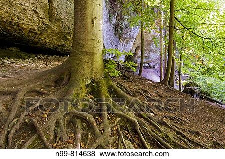 Roots and trunk of beech in front of Jurassic rock, deciduous forest, Franconian Switzerland, Bavaria, Germany View Large Photo Image Stock Photo - Roots and trunk of beech in front of Jurassic rock, deciduous forest, Franconian Switzerland, Bavaria, Germany. Fotosearch