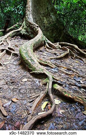 Roots of a Giant Tree View Large Photo Image Stock Image - Roots of a Giant Tree. Fotosearch
