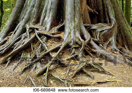 Roots of a giant western red cedar, Cathedral grove forest, temperate rainforest, Vancouver Island, British Columbia, Canada View Large Photo Image Stock Photo - Roots of a giant western red cedar, Cathedral grove forest, temperate rainforest, Vancouver Island, British Columbia, Canada. Fotosearch