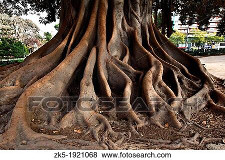 Stock Photo - Roots of Ficus Ficus Macrophylla. Fotosearch