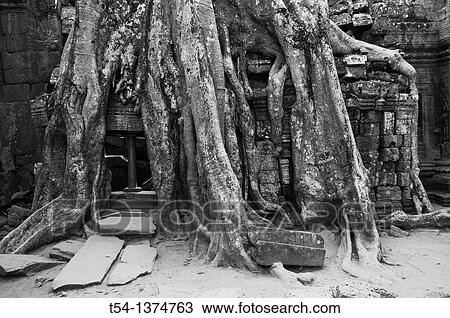 Roots overgrow Ta Prohm temple in Angkor View Large Photo Image Stock Image - Roots overgrow Ta Prohm temple in Angkor. Fotosearch