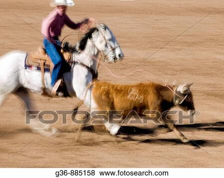 Roping competition at the Tucson Rodeo in Tucson, Arizona, United States View Large Photo Image Stock Photo - Roping competition at the Tucson Rodeo in Tucson, Arizona, United States. Fotosearch