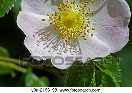 Rosa canina flower detail, bush, Rosaceae, Aldeanueva de la Sierra, Salamanca, Castilla y Leon, Spain. View Large Photo Image Stock Photo - Rosa canina flower detail, bush, Rosaceae, Aldeanueva de la Sierra, Salamanca, Castilla y Leon, Spain.. Fotosearch