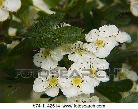 rosa canina, haute loire, france View Large Photo Image Picture - rosa canina, haute loire, france. Fotosearch