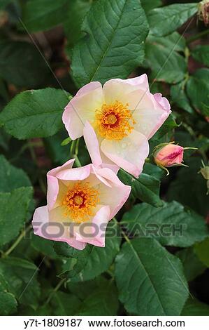 Stock Photo - Rosa Heavenly Rosalind? Ausmash?. Fotosearch
