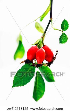 Stock Photography - Rosa, Rose hips.. Fotosearch