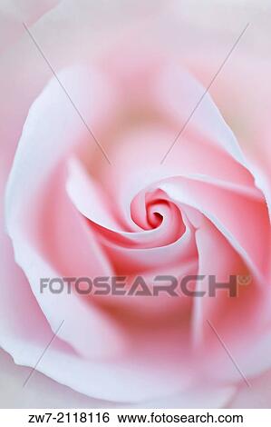 Stock Photograph - Rosa, rose type floribunda, variety Special Child (Taniripsa).. Fotosearch