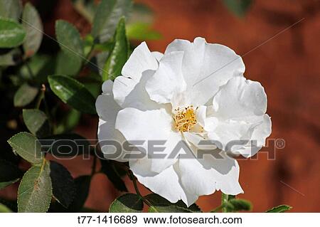Stock Photo - Rosa Summer Snow, Summer snow, White Rose, Pune, Maharashtra, India. Fotosearch