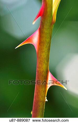 Rosa Thorn, Close Up View Large Photo Image Stock Photo - Rosa Thorn, Close Up. Fotosearch