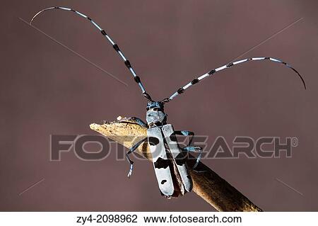 Rosalia Longicorn Rosalia alpina, Larrau, Pyrenees, Aquitaine, France, Europe. View Large Photo Image Stock Image - Rosalia Longicorn Rosalia alpina, Larrau, Pyrenees, Aquitaine, France, Europe.. Fotosearch