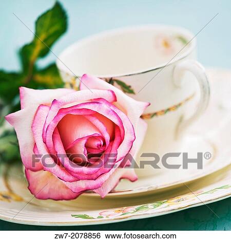 Rose and vintage China tea cup. View Large Photo Image Stock Photograph - Rose and vintage China tea cup.. Fotosearch