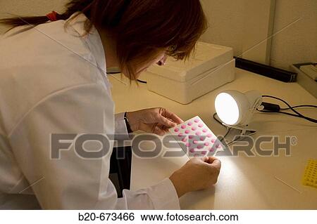 Stock Photograph - Rose Bengal test, Laboratory of Diagnosis, Departamento de Producci? n y Sanidad Animal, Neiker Tecnalia, Instituto de Investigaci? n y Desarrollo Agrario, Ganadero, Forestal y del Medio Natural, Derio, Bizkaia, Euskadi, Spain. Fotosearch