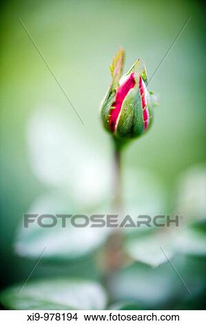 Picture - Rose bud, Seville, Spain, rose, plant, flower, bud, new. Fotosearch