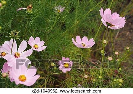 Rose Cosmos Fleurs Sauvages à Les Bord Route Dans Kwazulu Natal Afrique Sud Famille Asteraceae Genre Cosmos Espèce Bipinnatus Banque