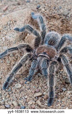 Stock Image - Rose-haired tarantula or Chilean rose tarantula, Grammostola rosea, native to Chile. Fotosearch