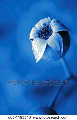 Stock Image - Rose hip. Fotosearch